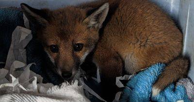 Orphaned fox cub found on roadside with ‘help me’ note sprawled on Greggs wrapper