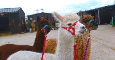 The farm an hour from Manchester where people will soon be able to glamp with Alpacas