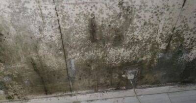 ''This is really scaring me": Mum's desperate three-year fight to save kids from 'nightmare' mould - manchestereveningnews.co.uk - Manchester