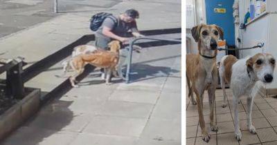 Heartless moment man ties up and abandons dogs as search launched for their puppies - manchestereveningnews.co.uk -  Newcastle