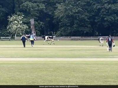 Pat Cummins - Watch: Cows Invade Field In Village Cricket, Forces Players To Stop Match - sports.ndtv.com - Australia - India