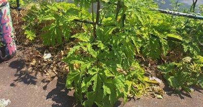 Warning issued as Giant Hogweed spotted on Greater Manchester canal towpath