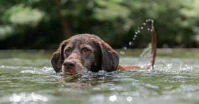 Warning issued to dog walkers heading to the Lake District