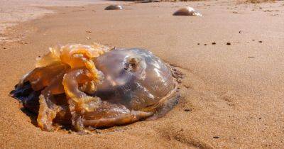 Scores of giant jellyfish found washed up on Blackpool beach as children swim nearby - manchestereveningnews.co.uk - Britain
