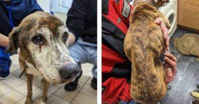 Emaciated dog put down after owner 'could not afford to take her to vet'