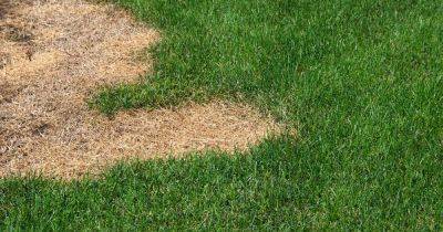 The gardening mistakes that could kill your lawn in hot weather