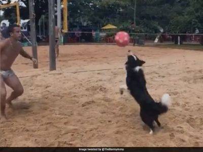 Sunil Chhetri - Watch: "So Cute" - Viral Video Of Dog Playing Footvolley Melts Internet - sports.ndtv.com - Netherlands - Italy - Australia - India - Lebanon