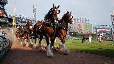PETA calls on FIFA to boot Budweiser as official beer sponsor for World Cup over alleged Clydesdales treatment