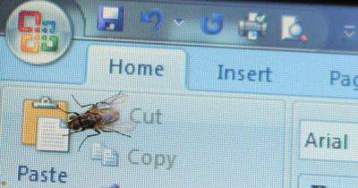 Expert on how to repel house flies - and keep them away - manchestereveningnews.co.uk - Jordan