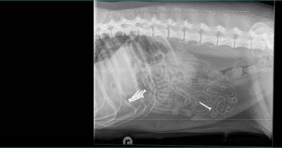 Family thanks emergency vets after 'gentle giant' Maz gulps down 14 screws during DIY project