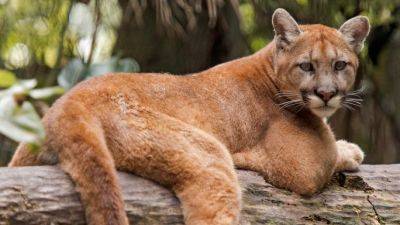 Stanley Cup Final 2023 - Clearing up the confusion on Florida panthers - ESPN - espn.com - Florida - county Stanley