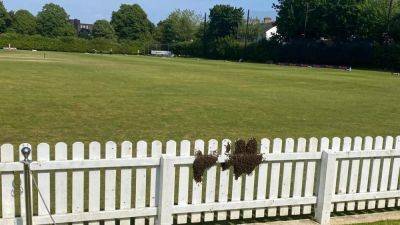 Cricket Ireland - Bees bring Irish provincial cricket match to a halt - rte.ie - Ireland
