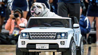 Georgetown University mascot Jack the Bulldog dies at age 4: 'Brought joy to thousands'