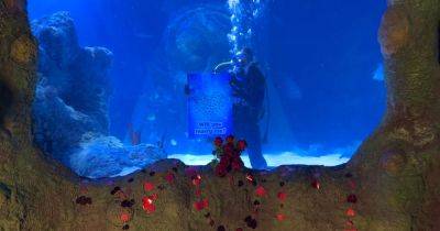 "I turtley love you" - sea life fans can win the chance to propose at Manchester aquarium