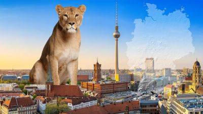 Lion on the loose: Big cat sighting triggers feline frenzy in Berlin - euronews.com - Germany