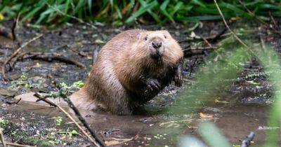 Calls to release beavers into Greater Manchester’s rivers