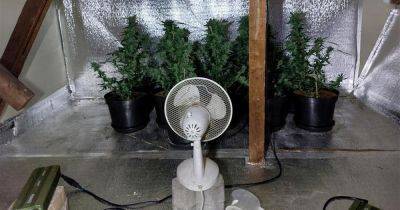 Man, 59, arrested after 30 cannabis plants found at house