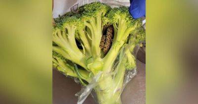 Terrified grandad discovers a live SNAKE inside broccoli from Aldi