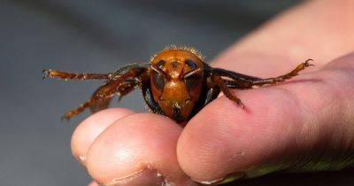Brits warned of alcohol-loving 'deadly' pests as hot weather returns