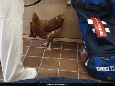 Watch: Bizarre Scene! Chicken Roams In Dressing Room But Players' Reaction Is Surprising - sports.ndtv.com - India - Guyana