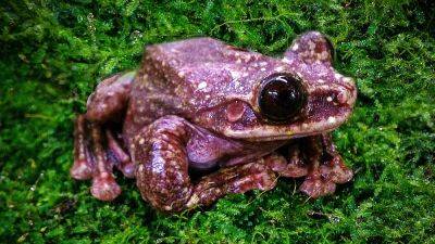 Martha the pigeon, to Toughie the tree frog: Iconic endlings that were the last of their species - euronews.com - Washington - state Ohio