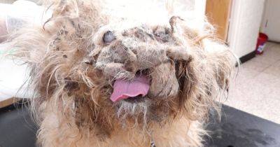 Dog found dumped near canal mistaken for 'pile of rags' - manchestereveningnews.co.uk