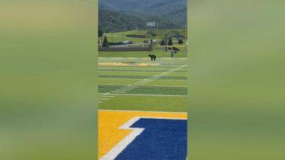 Bear briefly interrupts Tennessee high school's football practice