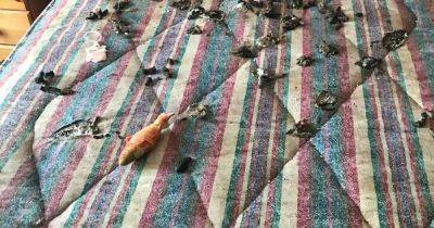 Pet owner starved cats to death after locking them in 'squalid' bedroom