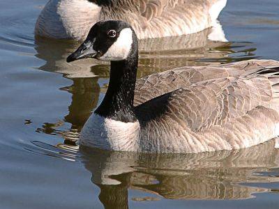 New York golfer accused of beating goose to death with club