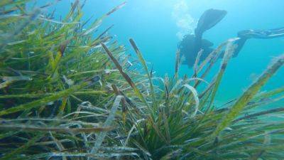 Posidonia meadows: Lungs of the seas at risk - france24.com