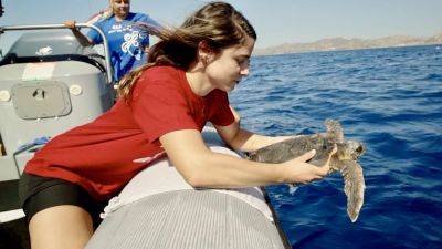 Saving Mediterranean turtles and dolphins, one life at a time - euronews.com - Greece - county Bay