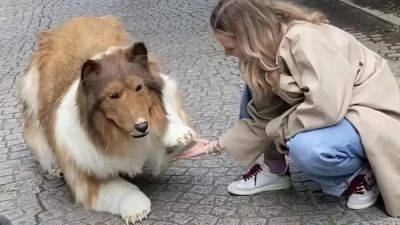 He’s fur real: Meet Toco, the man going viral for his first walk as ‘human dog’ - euronews.com - Germany - Japan