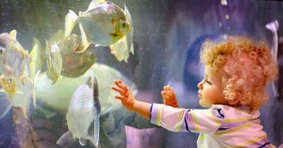 Greater Manchester's only free aquarium a hit with families this school holidays