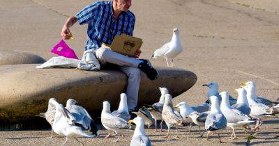 Blackpool is being plagued by thieving seagulls taking peoples' food - manchestereveningnews.co.uk
