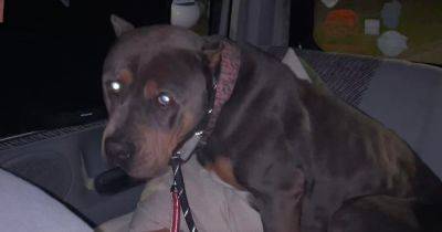Starving dog found tied to a lamppost 100 miles from home after being stolen in Manchester a year ago