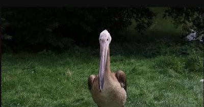 Race against time to find missing Pelican Stanley who fled Blackpool Zoo after being spooked by seagulls