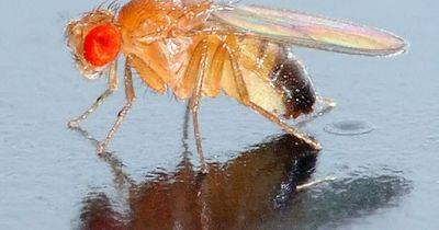 How to get rid of fruit flies from your home and where they come from - manchestereveningnews.co.uk - Britain - India