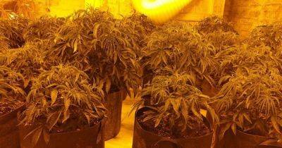Another police bust, another huge cannabis farm - manchestereveningnews.co.uk
