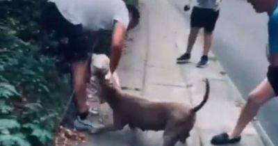 Pup was covered in blood after vicious XL bully attack - manchestereveningnews.co.uk