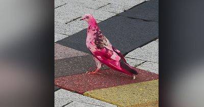 Mystery of pink pigeon spotted in Greater Manchester town