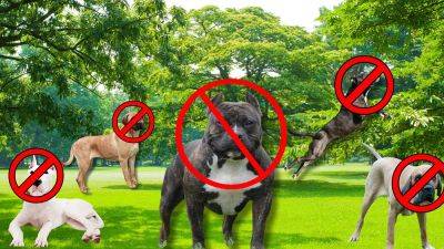 Rishi Sunak - UK's American XL Bully ban: Which dangerous dogs are banned in Europe? - euronews.com - Britain - Usa - Japan - county Midland