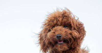 Vets' warning over common vegetable that can kill dogs - manchestereveningnews.co.uk - Britain - Jordan