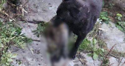 'I was horrified': Dog 'locked in backyard' caught with cats in its mouth - manchestereveningnews.co.uk