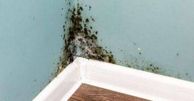 More than £3M to be spent on 1,200 homes to protect them from damp and mould
