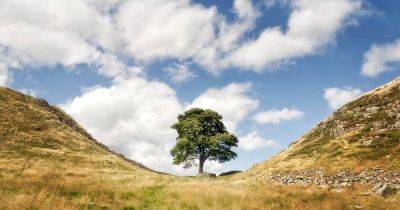 World famous Sycamore Gap tree at Hadrian's Wall 'deliberately felled' overnight - manchestereveningnews.co.uk - Britain