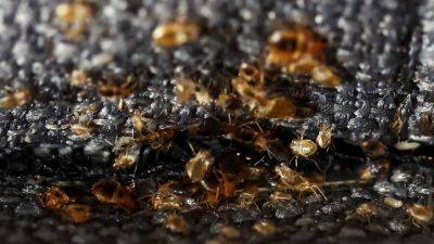 French government combats bedbug epidemic in Paris, urges calm