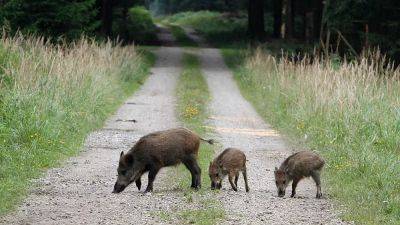 Chernobyl: Scientists solve mystery of why wild boars are more radioactive than other animals - euronews.com - Ukraine