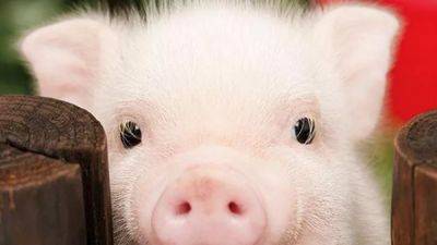 How many millions of pigs should there be in Ukraine according to Ukrainians? - en.interfax.com.ua - Ukraine - Belgium - Denmark