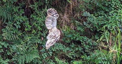 Tawny owl dies after getting stuck in discarded rubbish in tree over Rochdale Canal - manchestereveningnews.co.uk