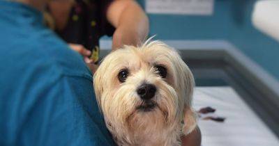 Review launched into vets amid fears pet owners are being overcharged as costs surge - manchestereveningnews.co.uk - Britain